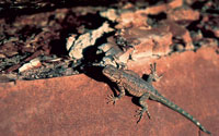 Photo of a side blotched lizard